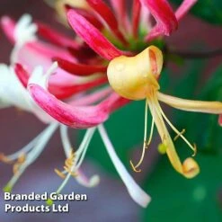 Honeysuckle 'Dart's World' -NAOMI Plant Shop LONI WKB6545 A