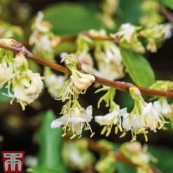 Lonicera Fragrantissima -NAOMI Plant Shop LONI FRAGRANTI L079961