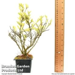 Lonicera Pileata -NAOMI Plant Shop LONI PILEAT9CM T50089