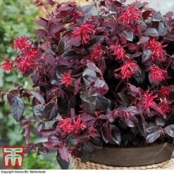 Loropetalum Chinense Var. Rubrum 'Ever Red'
