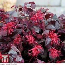 Loropetalum Chinense Var. Rubrum 'Ever Red' -NAOMI Plant Shop LORO TKA8393 C