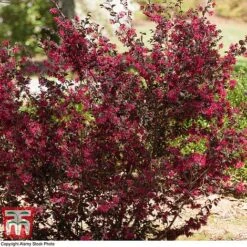 Loropetalum Chinense Var. Rubrum 'Ever Red' -NAOMI Plant Shop LORO TKA8393 D