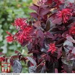 Loropetalum Chinense Var. Rubrum 'Ever Red' -NAOMI Plant Shop LORO TKA8393 E