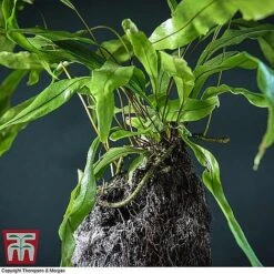 Lova Plant On Lava Rock - Gift -NAOMI Plant Shop LOVA WKB4651 B1