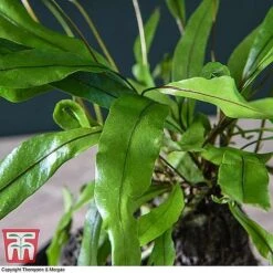 Lova Plant On Lava Rock - Gift -NAOMI Plant Shop LOVA WKB4651 C1