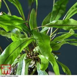 Lova Plant On Lava Rock - Gift -NAOMI Plant Shop LOVA WKB4651 D1