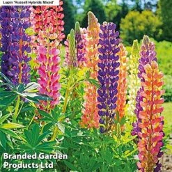 Bulb & Perennial Bumper Pack -NAOMI Plant Shop LUPI P92286