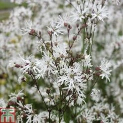 Lychnis Flos-cuculi 'White Robin' (Marginal Aquatic) -NAOMI Plant Shop LYCH T78045 C h