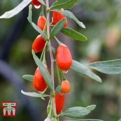 Goji Berry 'Sweet Lifeberry' -NAOMI Plant Shop LYCI T66348 b