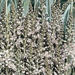 Lysimachia Ephemerum