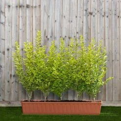 Privet Instant Trough Hedge 1m (pre-grown)