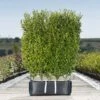 Privet Ready Bag Instant Hedge 1m (pre-grown)