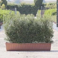Honeysuckle Instant Trough Hedge 1m (pre-grown)
