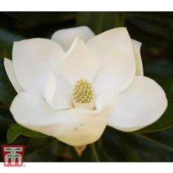 Magnolia Grandiflora 'Alta' -NAOMI Plant Shop MAGN KB0613 A