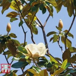 Magnolia Grandiflora 'Alta' -NAOMI Plant Shop MAGN KB0613 E