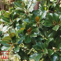 Magnolia Grandiflora 'Alta' -NAOMI Plant Shop MAGN KB0613 F