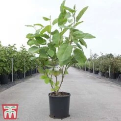 Magnolia Sieboldii -NAOMI Plant Shop MAGN TKA3242 A