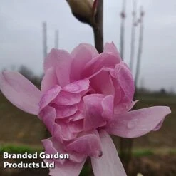 Magnolia 'Pink Perfection' -NAOMI Plant Shop MAGN PINKPERFE S51731