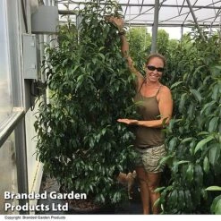 Magnolia Hybrid 'Stellar Ruby' -NAOMI Plant Shop MAGN STELLARRU S51415