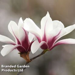 Magnolia Denudata 'Sunrise Beauty' -NAOMI Plant Shop MAGN SUNRISEBE S51777
