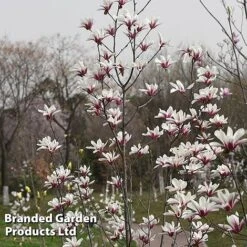 Magnolia Denudata 'Sunrise Beauty' -NAOMI Plant Shop MAGN SUNRISEBE S51778