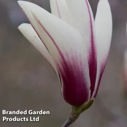 Magnolia Denudata 'Sunrise Beauty' -NAOMI Plant Shop MAGN SUNRISEBE S51779
