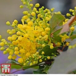 Mahonia Aquifolium 'Apollo' -NAOMI Plant Shop MAHO T66349 B