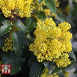 Mahonia Aquifolium 'Apollo' -NAOMI Plant Shop MAHO T66349 E