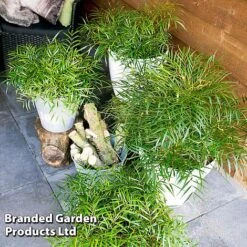 Mahonia 'Soft Caress' -NAOMI Plant Shop MAHO SOFTCARES U43356