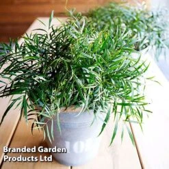 Mahonia 'Soft Caress' -NAOMI Plant Shop MAHO SOFTCARES U43357