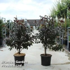 Malus Toringo 'Scarlett'