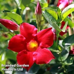 Mandevilla 'Sundaville Collection' -NAOMI Plant Shop MAND BLOOMRED L31743