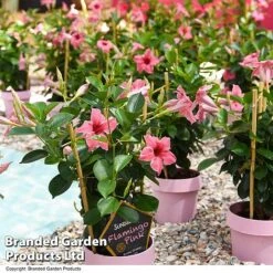 Mandevilla 'Sundaville Flamingo Pink' -NAOMI Plant Shop MAND FLAMPINK T40933
