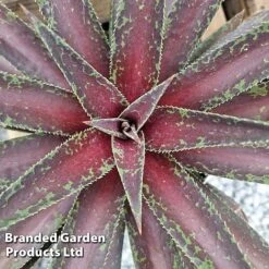 Mangave 'Blazing Saddles' -NAOMI Plant Shop MANG BLAZINGSA S51066