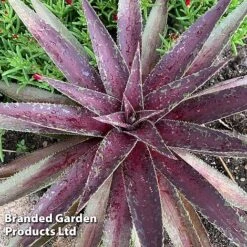 Mangave 'Blazing Saddles' -NAOMI Plant Shop MANG BLAZINGSA S51067