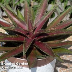 Mangave 'Blazing Saddles' -NAOMI Plant Shop MANG BLAZINGSA S51069
