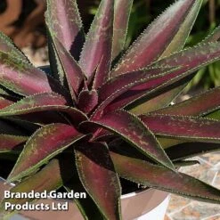 Mangave 'Blazing Saddles' -NAOMI Plant Shop MANG BLAZINGSA S51070