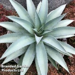 Mangave 'Frosted Elegance' -NAOMI Plant Shop MANG FROSTELEG S51073