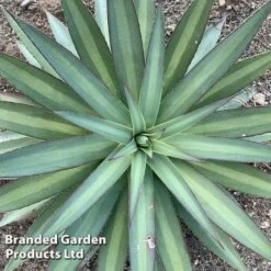 Mangave 'Frosted Elegance' -NAOMI Plant Shop MANG FROSTELEG S51074