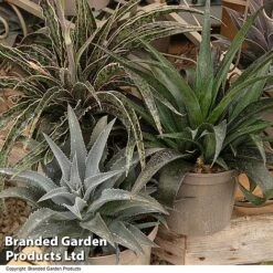 Mangave Collection -NAOMI Plant Shop MANG MIXED T44084