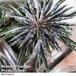 Mangave Duo -NAOMI Plant Shop MANG MOONGLOW H358291