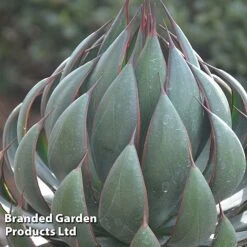 Mangave 'Praying Hands' -NAOMI Plant Shop MANG PRAYINGHA S51060