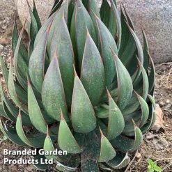 Mangave 'Praying Hands' -NAOMI Plant Shop MANG PRAYINGHA S51061