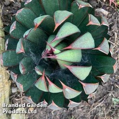 Mangave 'Praying Hands' -NAOMI Plant Shop MANG PRAYINGHA S51063