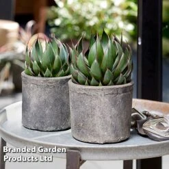 Mangave 'Praying Hands' -NAOMI Plant Shop MANG PRAYINGHA S51065