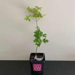 Field Maple Tree (Acer Campestre) Grown By Cotswold Trees -NAOMI Plant Shop MAPLE2