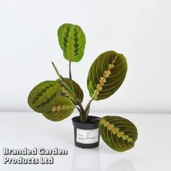 Maranta Leuconeura 'Fascinator' -NAOMI Plant Shop MARA FASCIN8CM T438201