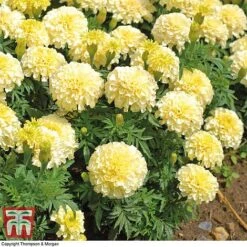 Marigold 'French Vanilla' F1 Hybrid -NAOMI Plant Shop MARI P4020 F