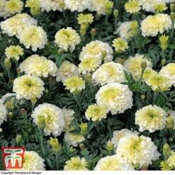 Marigold 'French Vanilla' F1 Hybrid -NAOMI Plant Shop MARI P4020 G