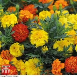 Marigold F1 'Zenith Mixed' -NAOMI Plant Shop MARI P92376 B1